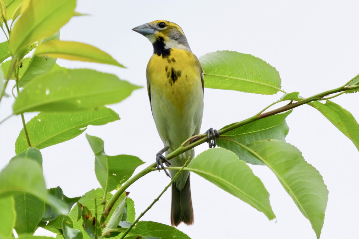 Dickcissel d'Amérique - ML659475711