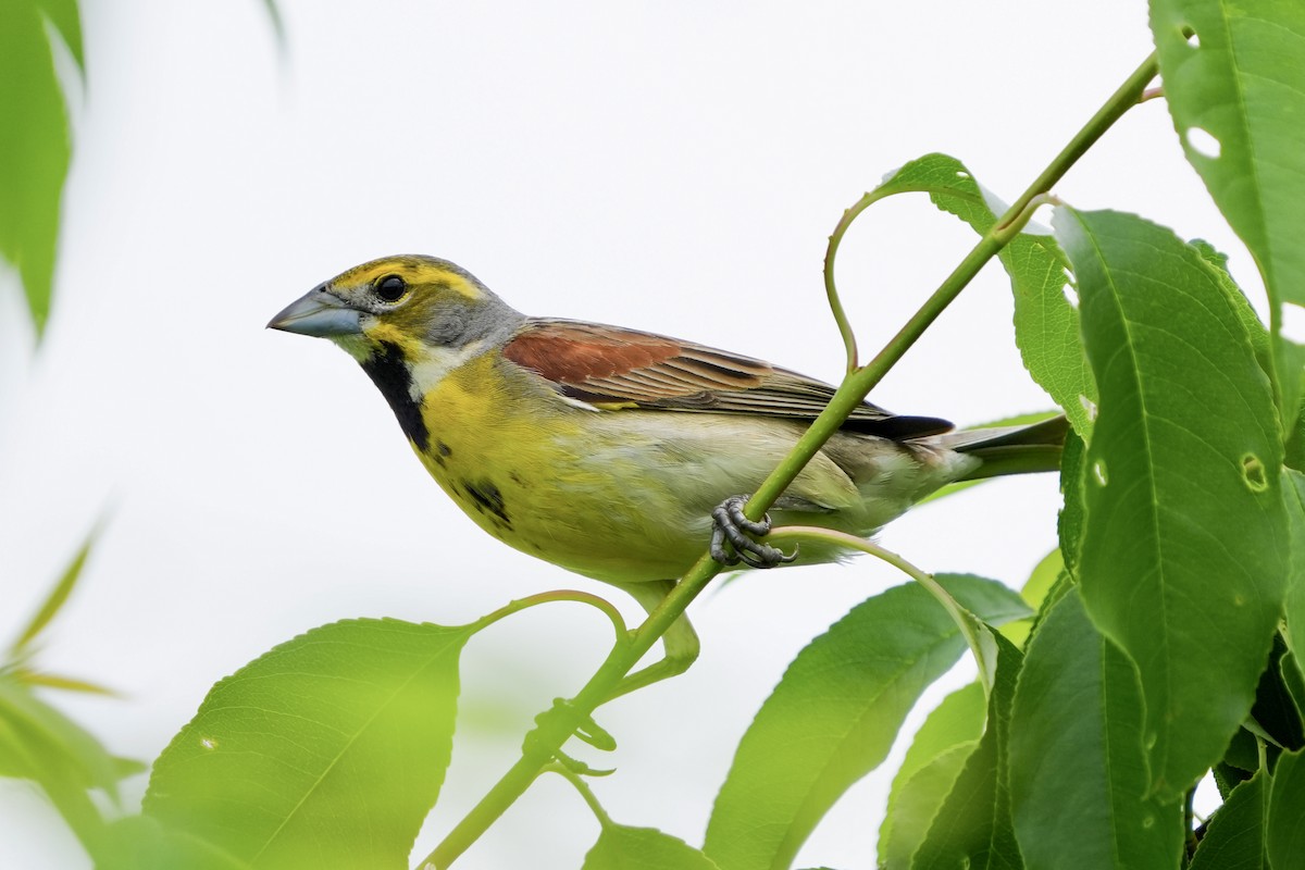 Dickcissel d'Amérique - ML659475712
