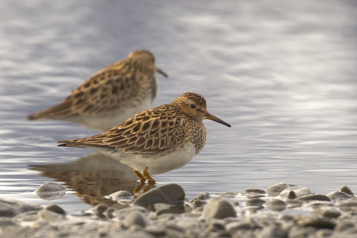Pectoral Sandpiper - ML659476499