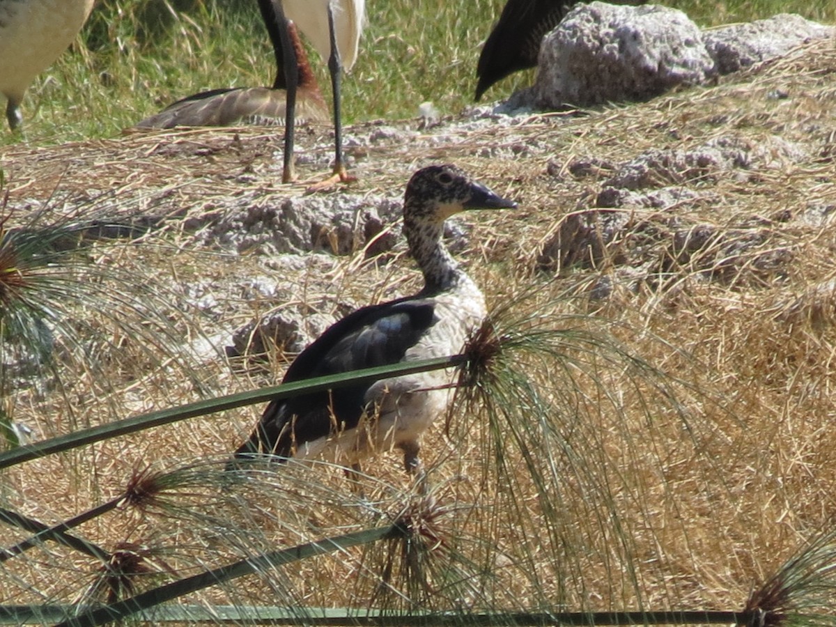 Knob-billed Duck - ML659476523