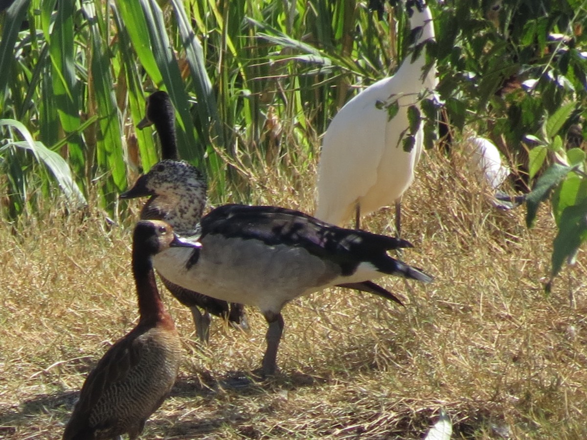 Knob-billed Duck - ML659476556
