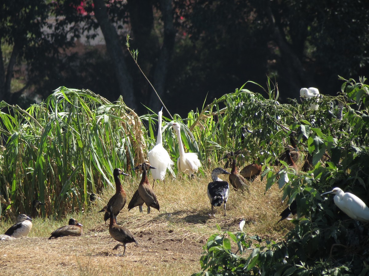 Little Egret (Dimorphic) - ML659476610