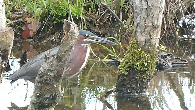 Green Heron - ML659477177