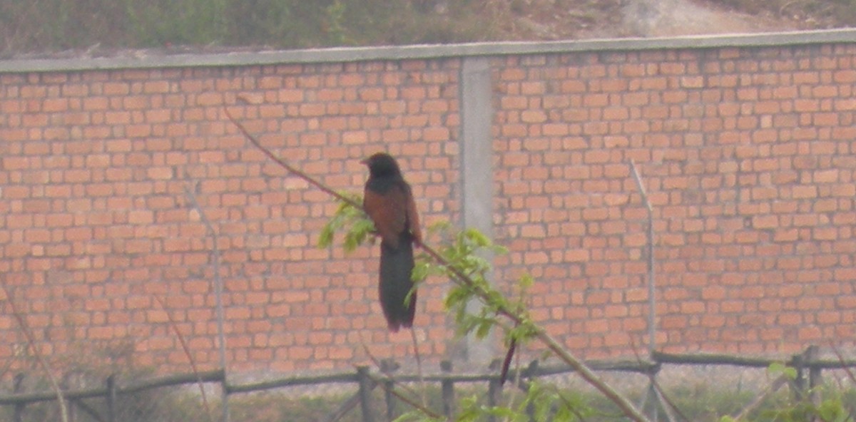 Malagasy Coucal - ML659477502