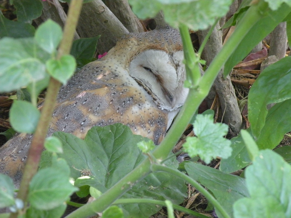 Western Barn Owl (African) - ML659477529