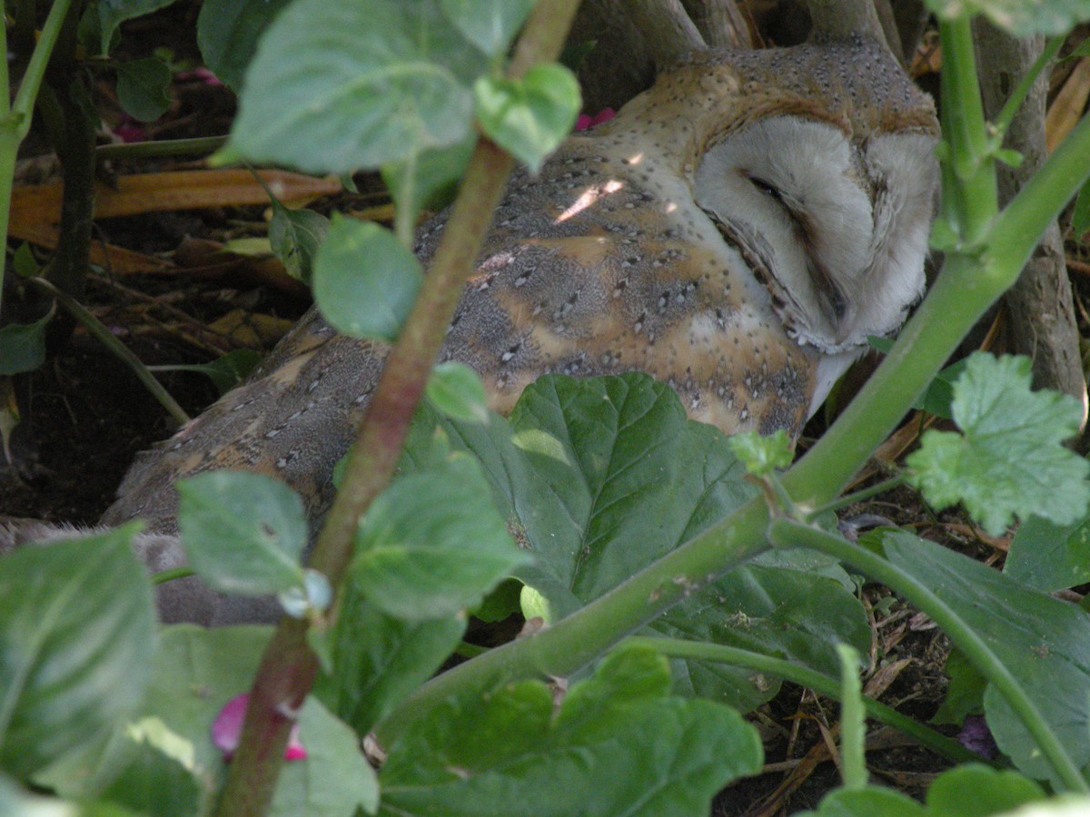Western Barn Owl (African) - ML659477531