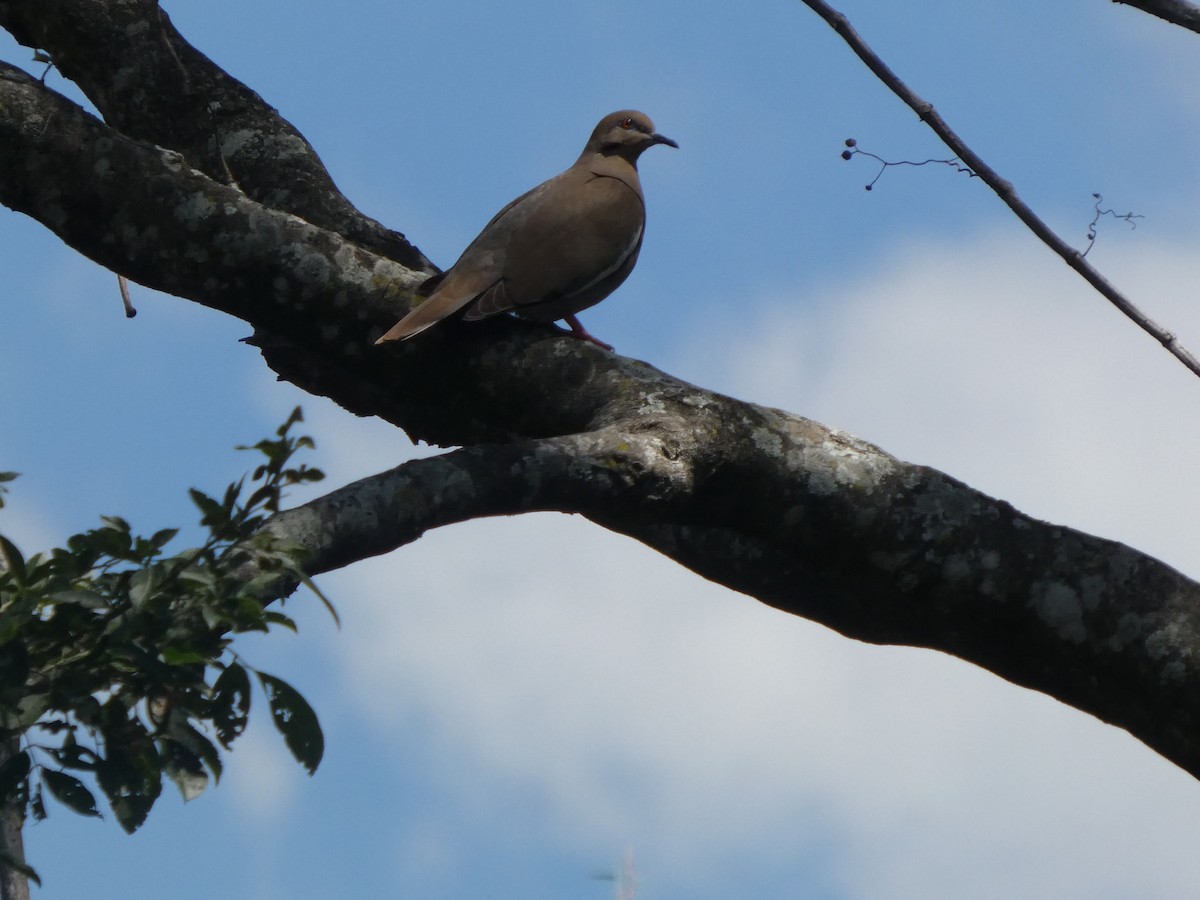 White-winged Dove - ML659478339
