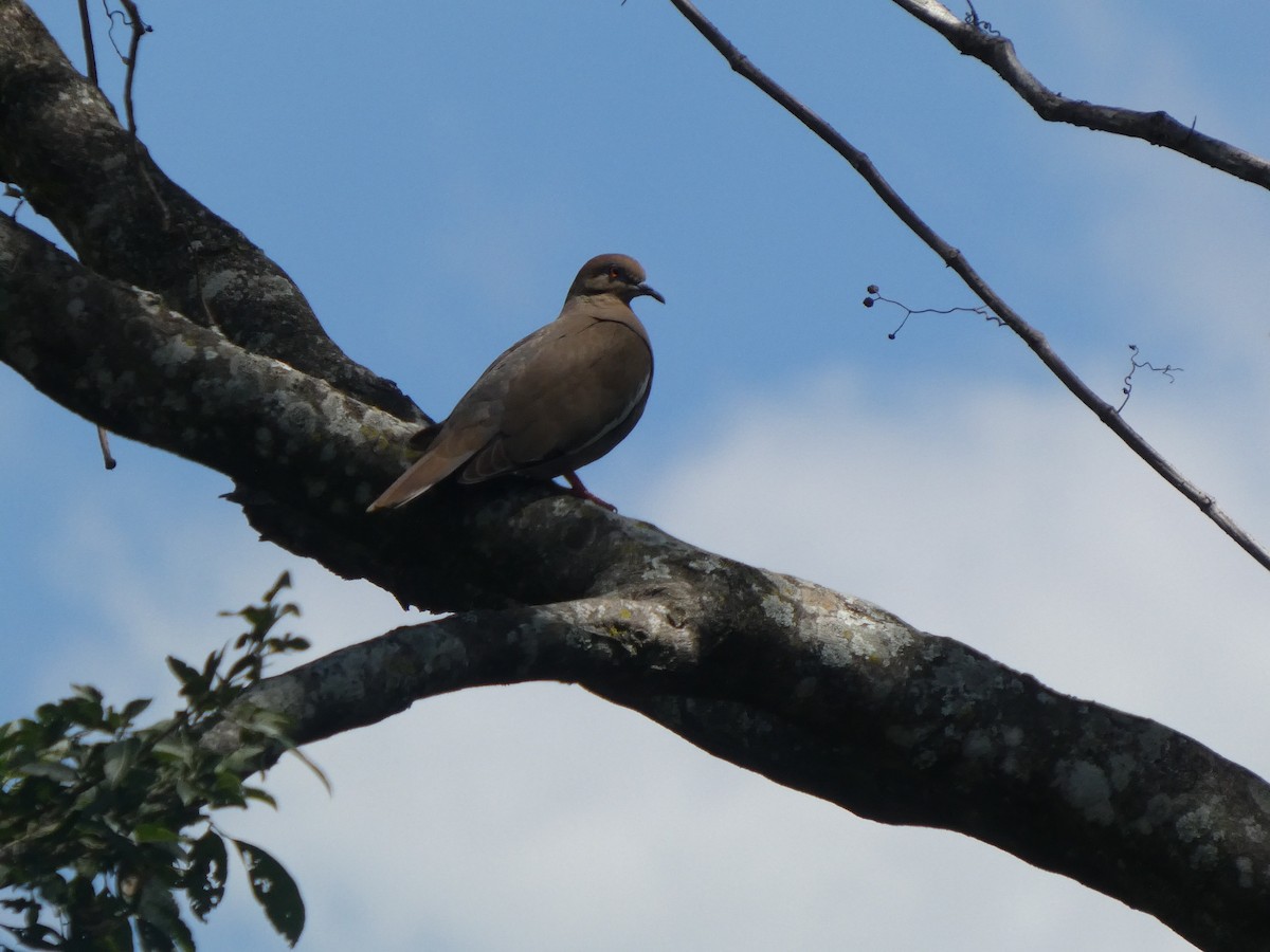 White-winged Dove - ML659478340