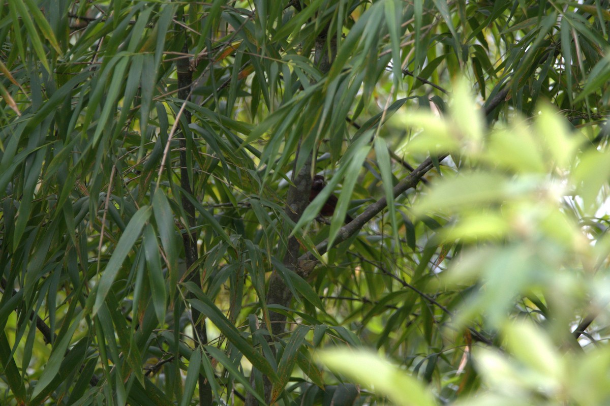 Silver-beaked Tanager - ML659478359
