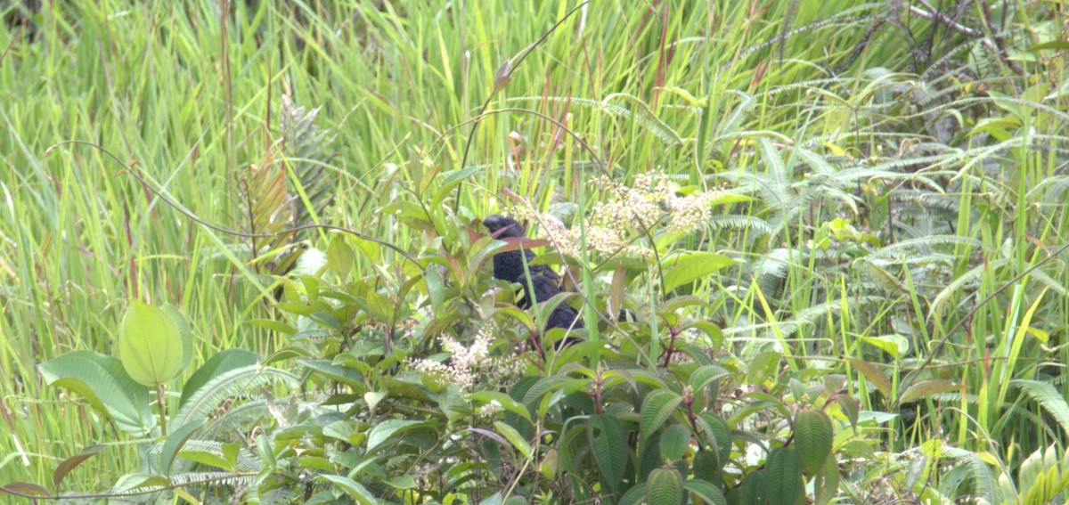 Smooth-billed Ani - ML659478514