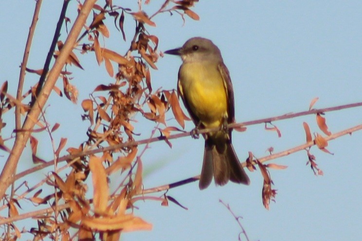 Tropical Kingbird - ML659478519
