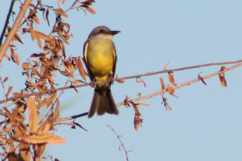 Tropical Kingbird - ML659478520