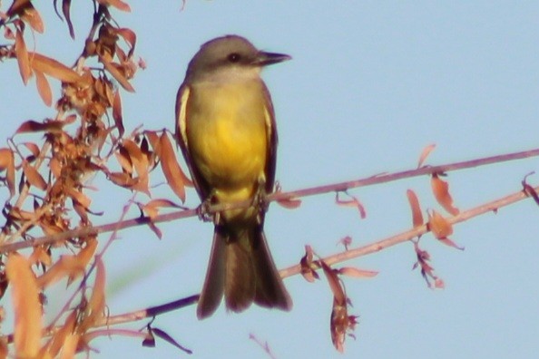 Tropical Kingbird - ML659478521