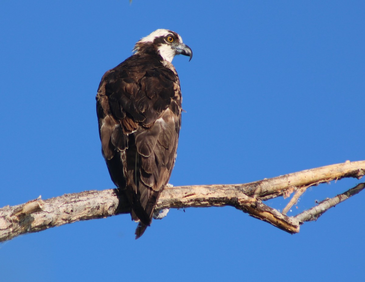 Osprey (American) - ML659478568