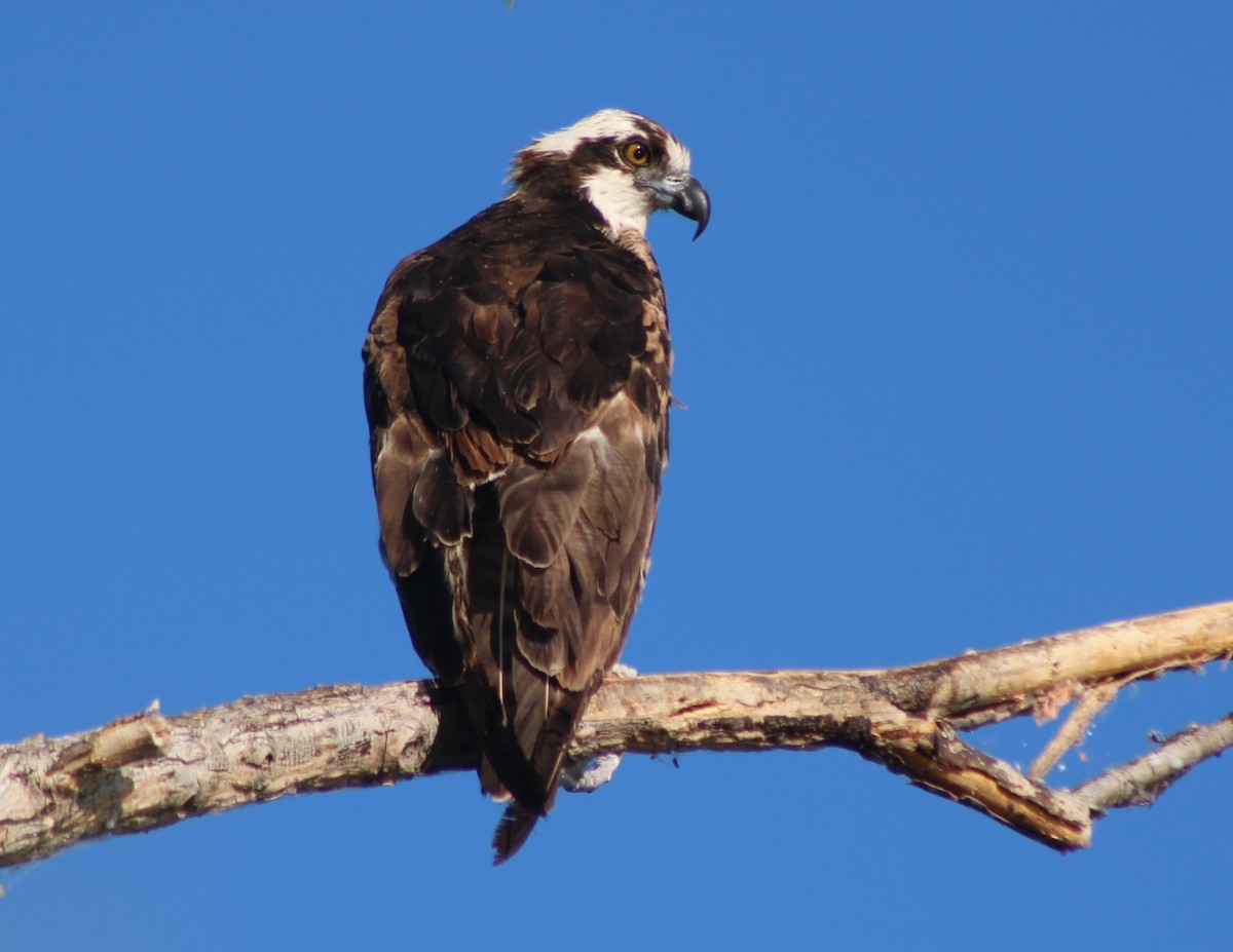 Osprey (American) - ML659478569