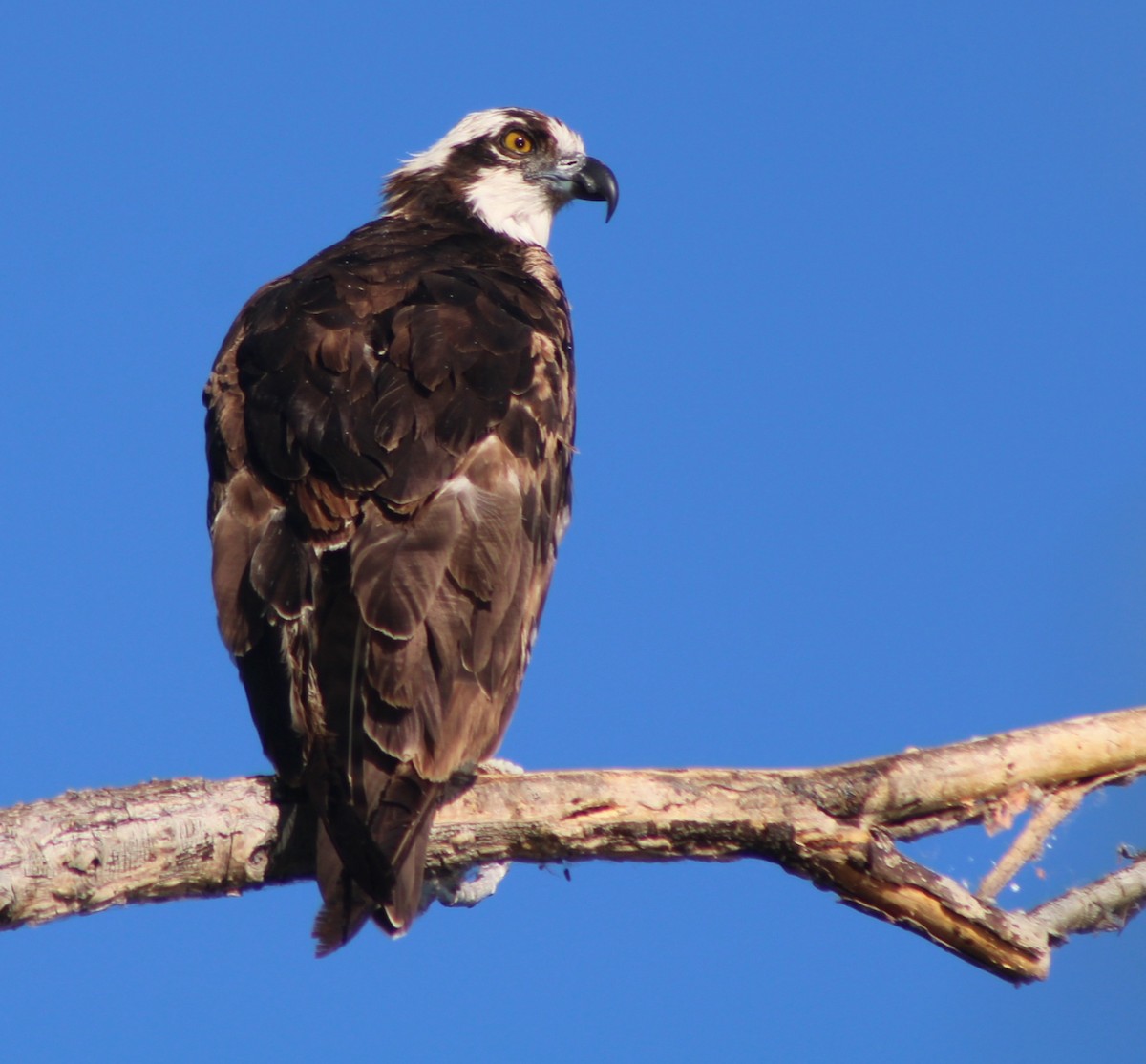 Osprey (American) - ML659478570