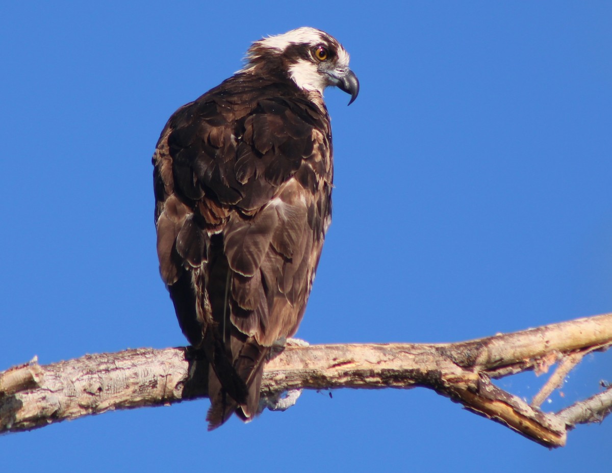 Osprey (American) - ML659478571