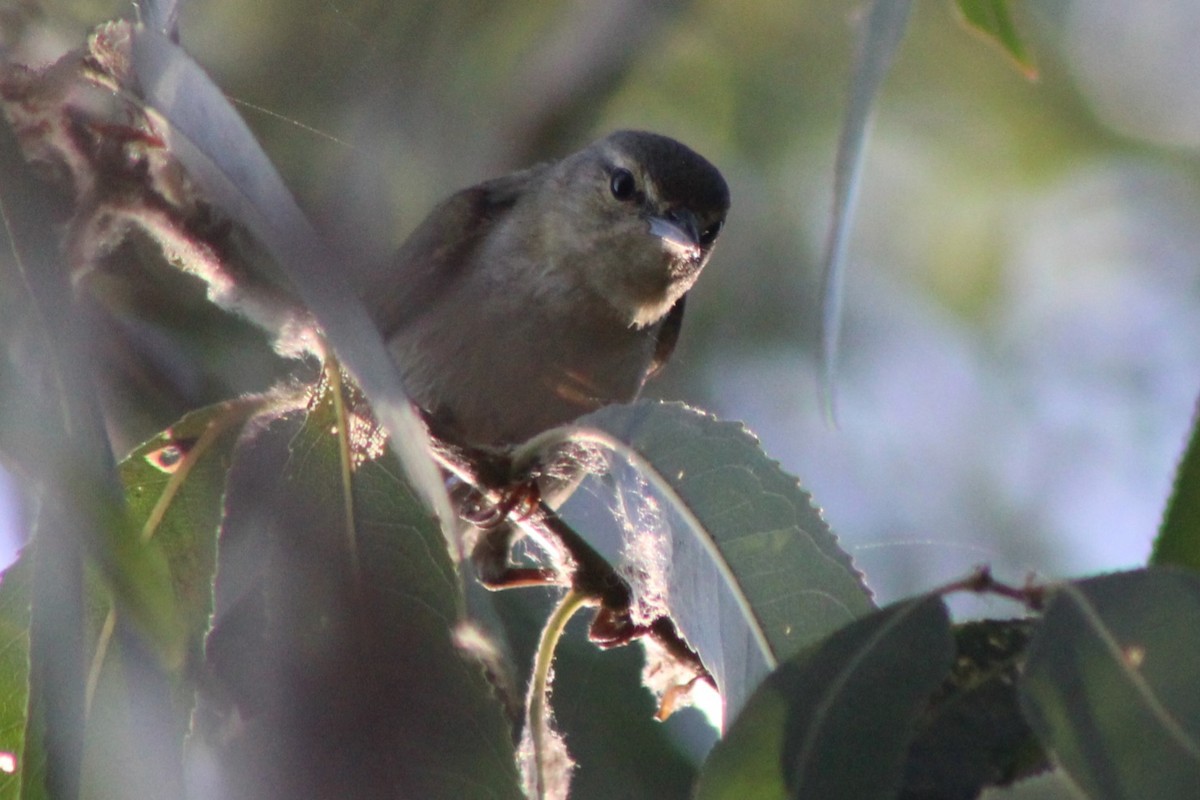 Tennessee Warbler - ML659478608