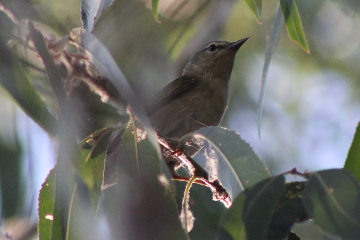 Tennessee Warbler - ML659478609