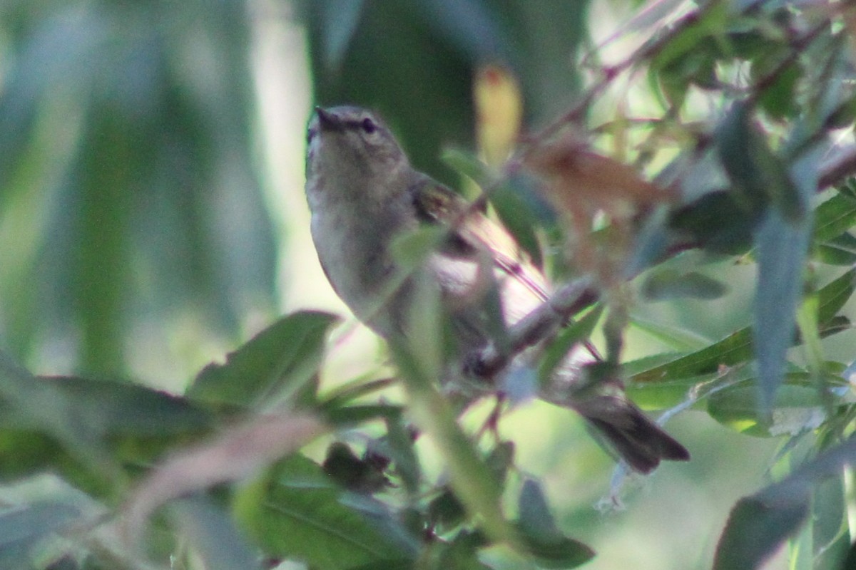 Tennessee Warbler - ML659478610
