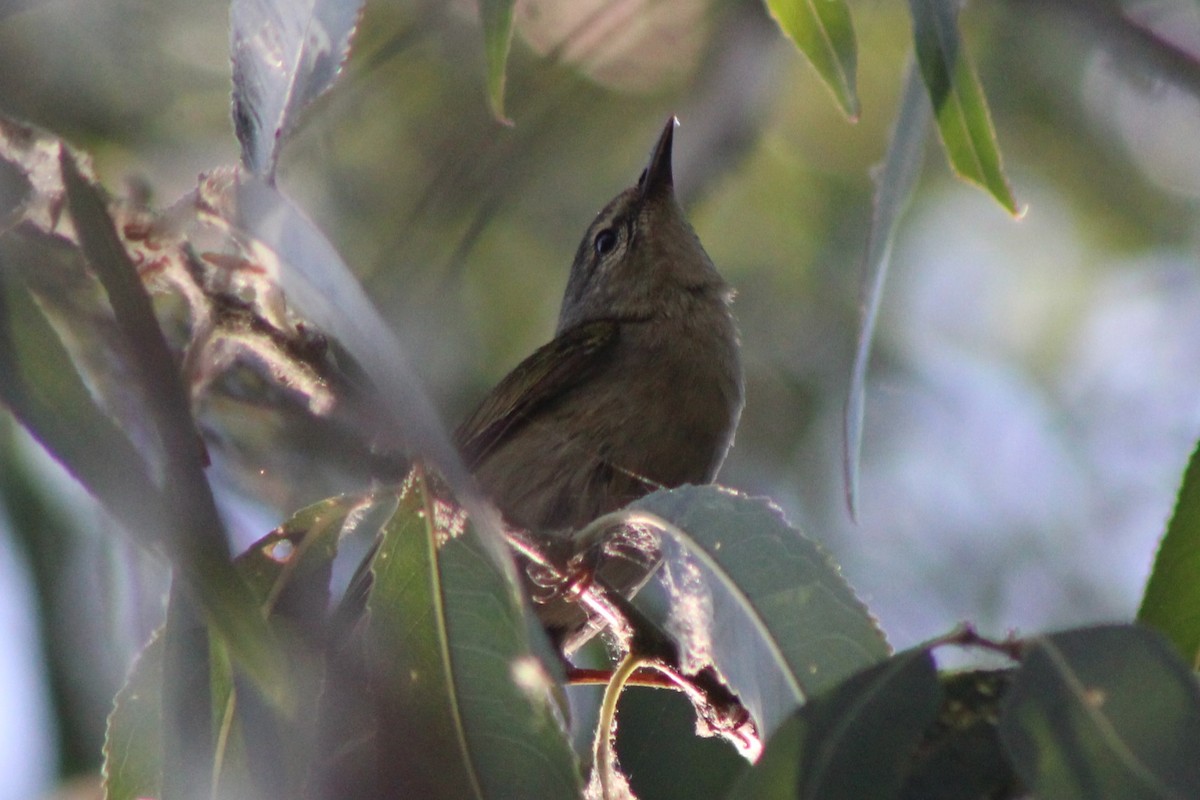 Tennessee Warbler - ML659478611