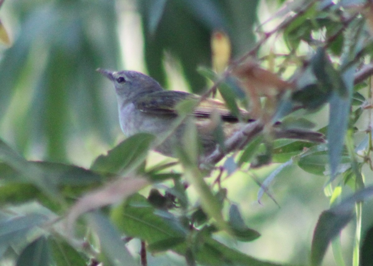 Tennessee Warbler - ML659478612
