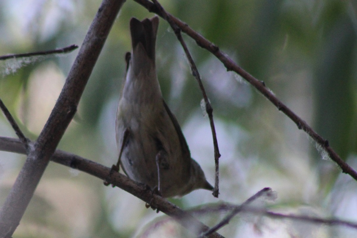 Tennessee Warbler - ML659478613
