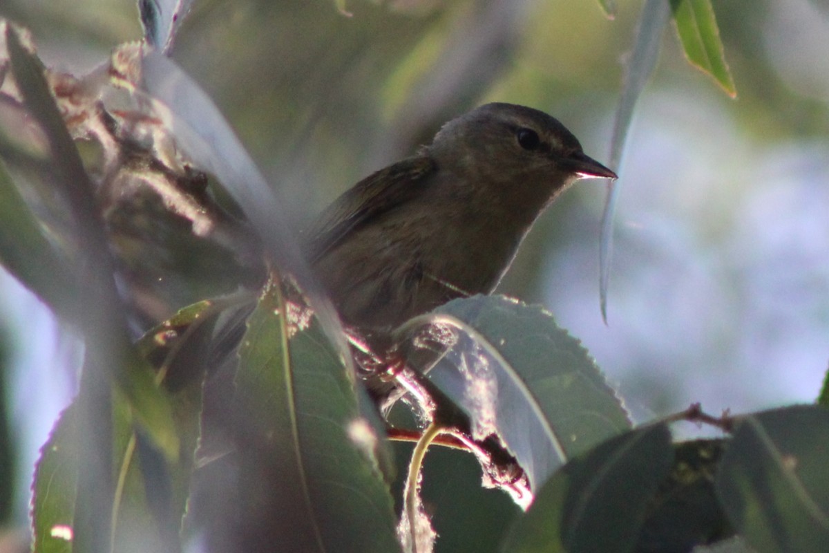 Tennessee Warbler - ML659478614