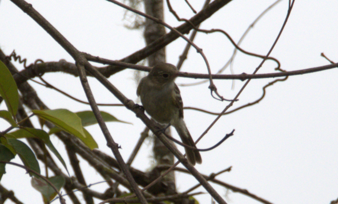Small-billed Elaenia - ML659478652