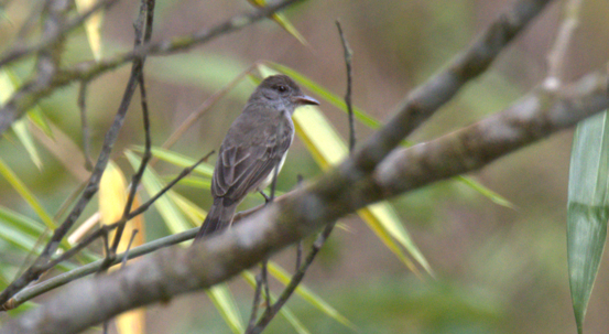 Short-crested Flycatcher - ML659478933