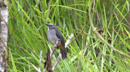 Bluish-gray Saltator - ML659478970