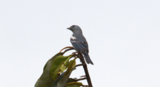 Blue-gray Tanager - ML659479063