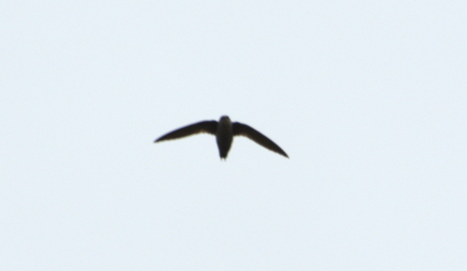 Gray-rumped Swift - ML659479101