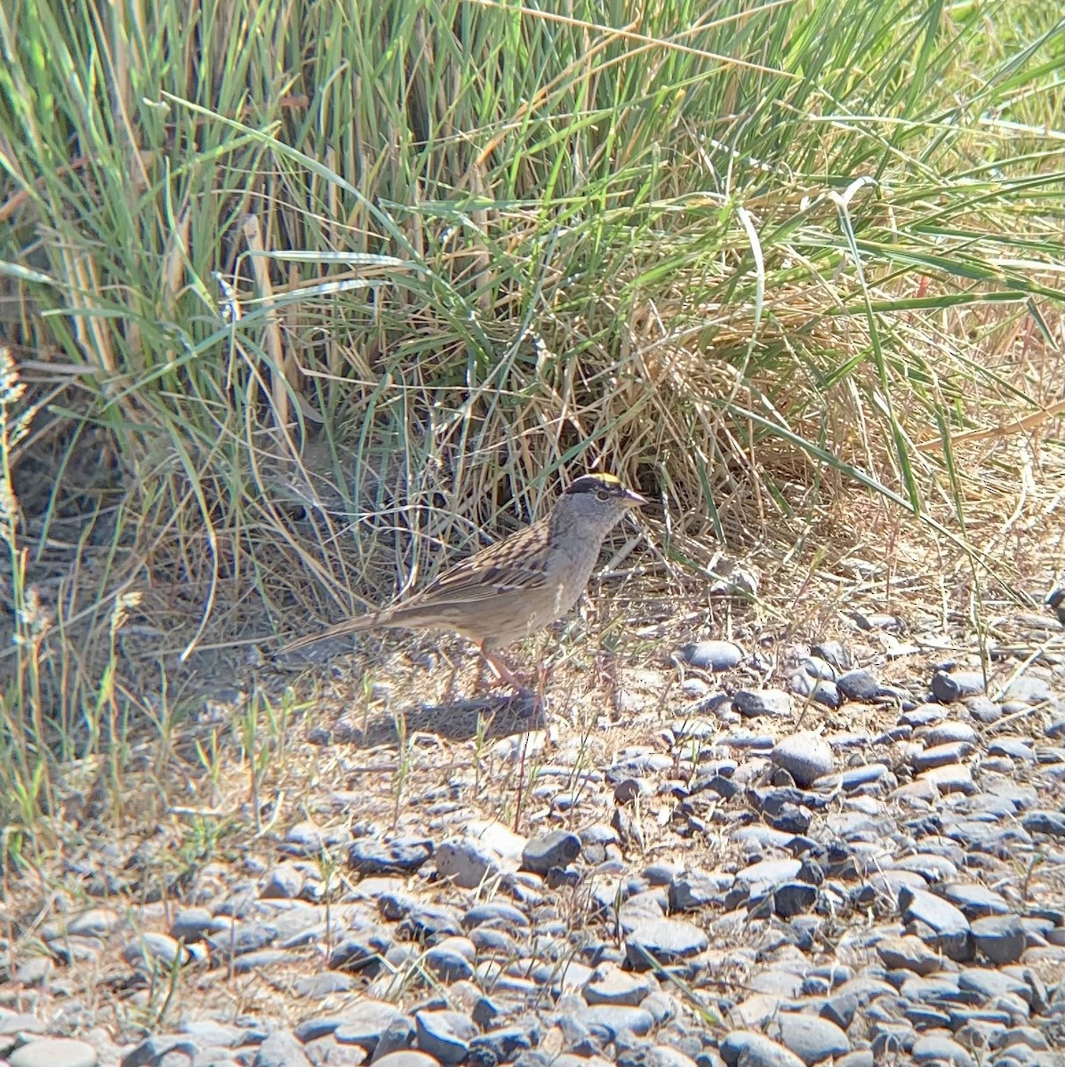 Golden-crowned Sparrow - ML659479273
