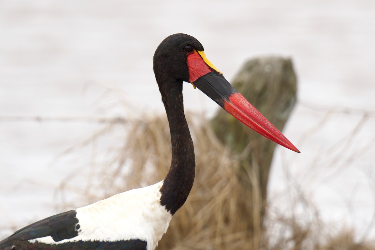 Saddle-billed Stork - ML659479334