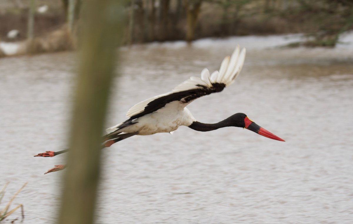 Saddle-billed Stork - ML659479335