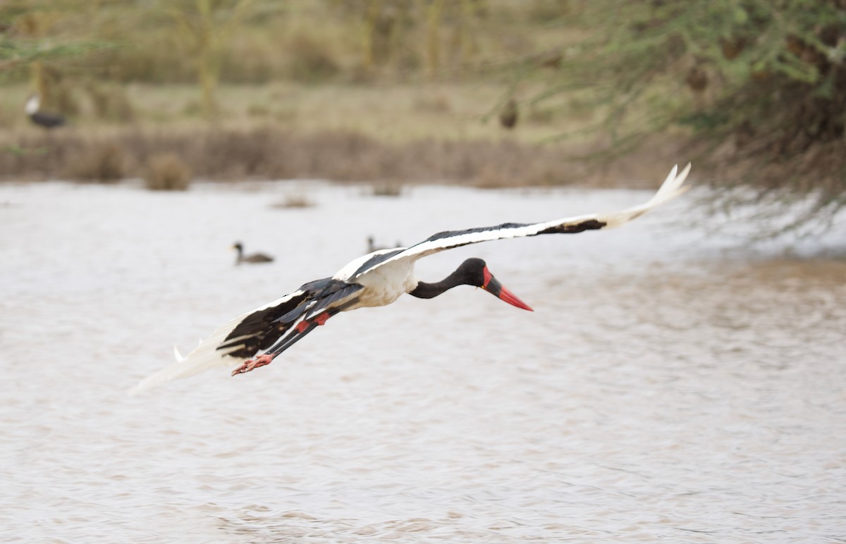 Saddle-billed Stork - ML659479336