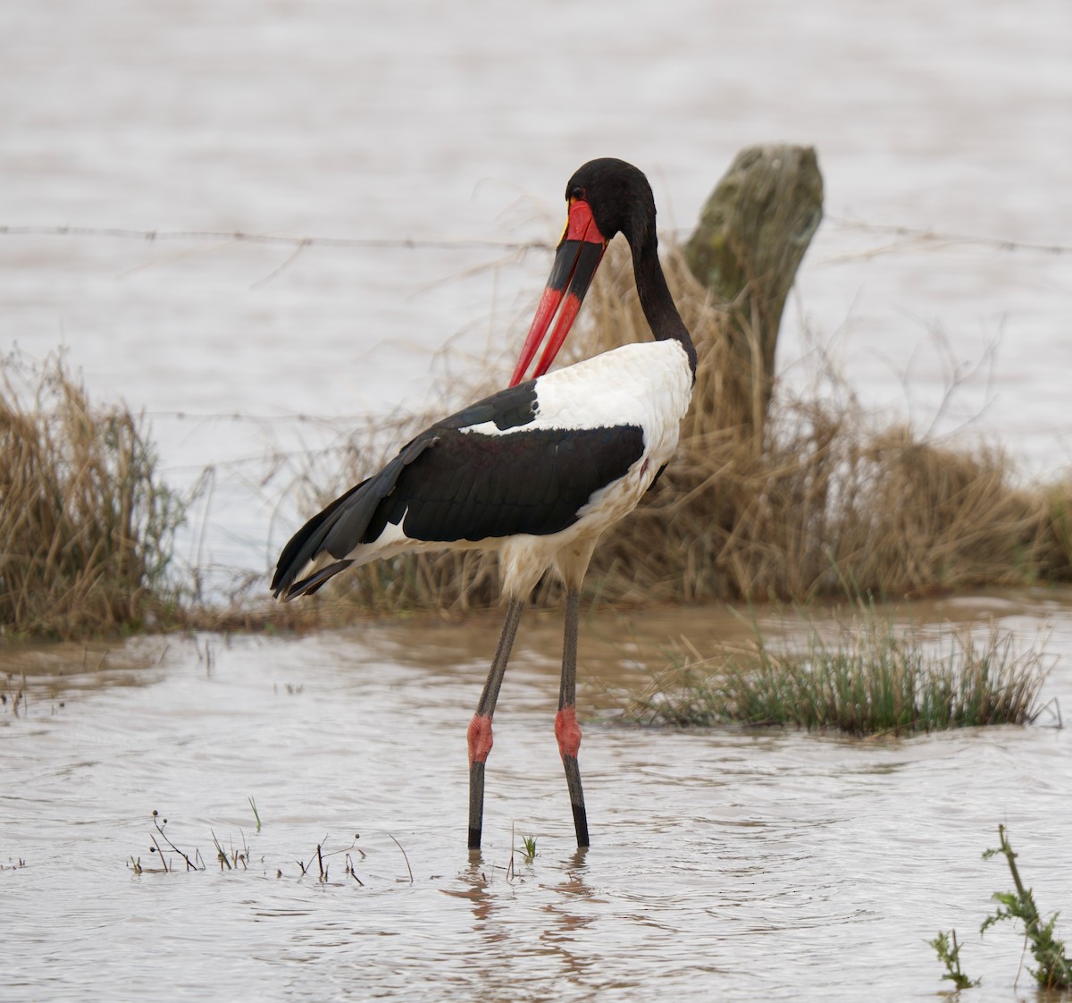 Saddle-billed Stork - ML659479337