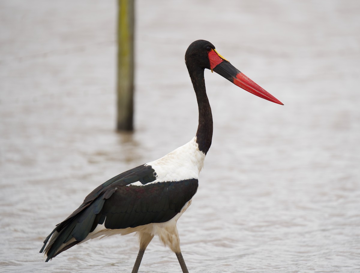 Saddle-billed Stork - ML659479338