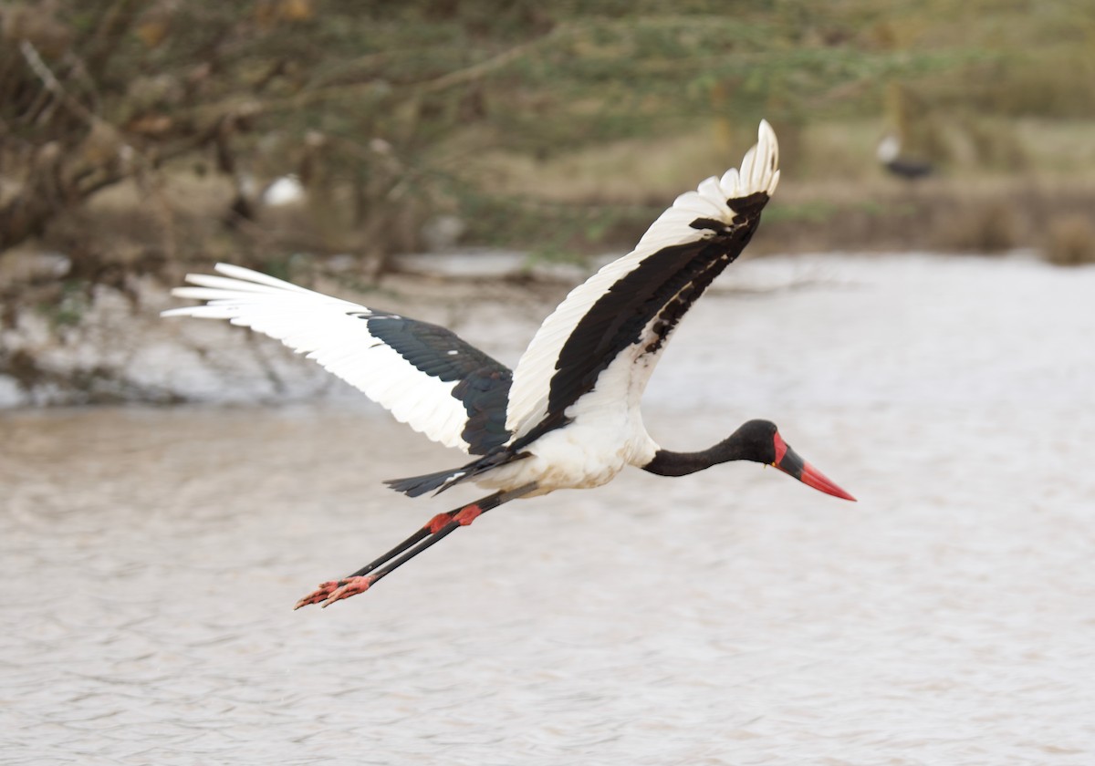 Saddle-billed Stork - ML659479339