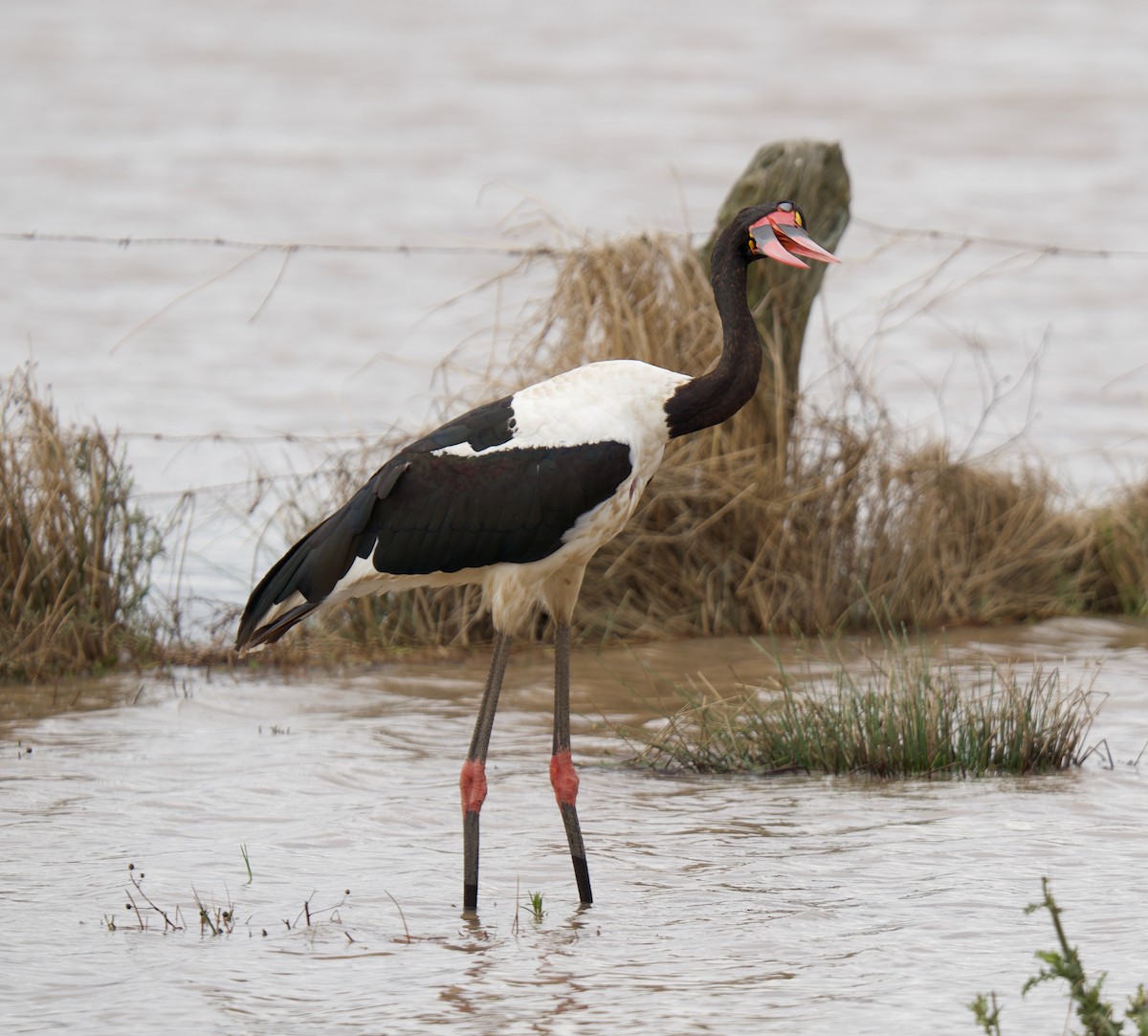 Saddle-billed Stork - ML659479340