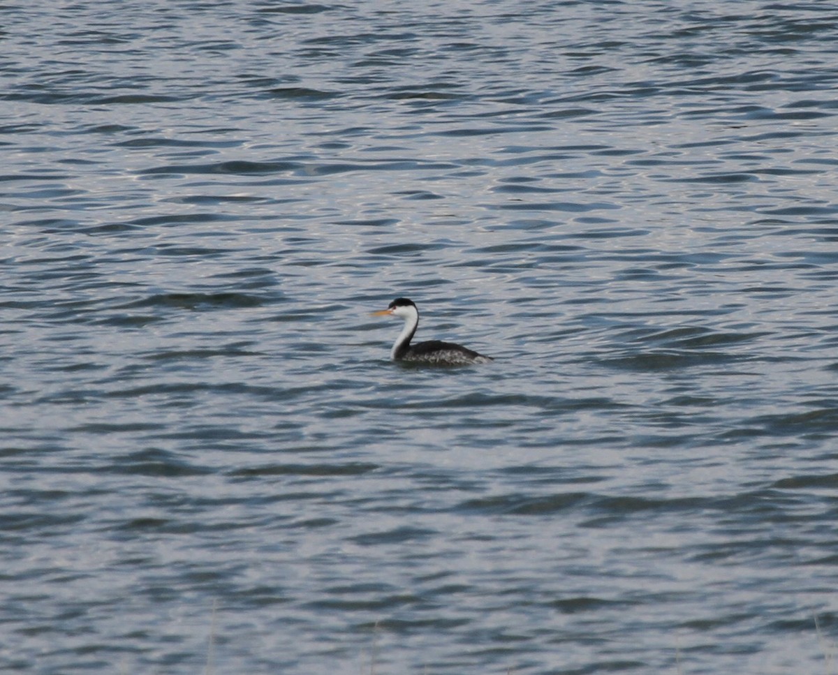 Clark's Grebe - Sam Manning