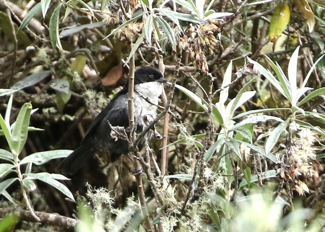 Black-backed Bush Tanager - ML659479483