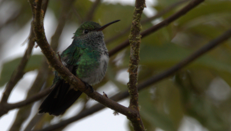 Glittering-throated Emerald - ML659479497