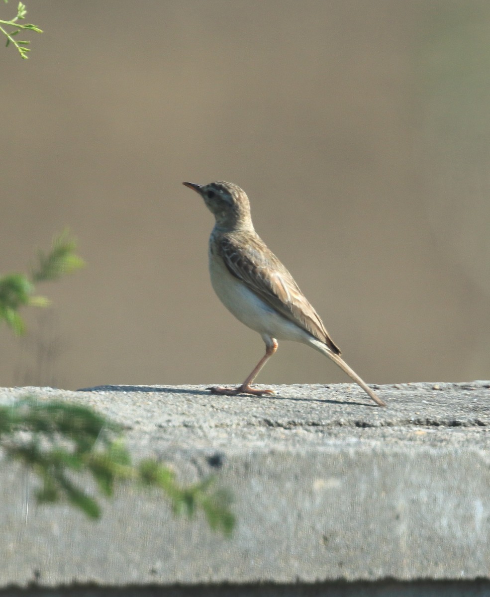 Paddyfield Pipit - David Barton