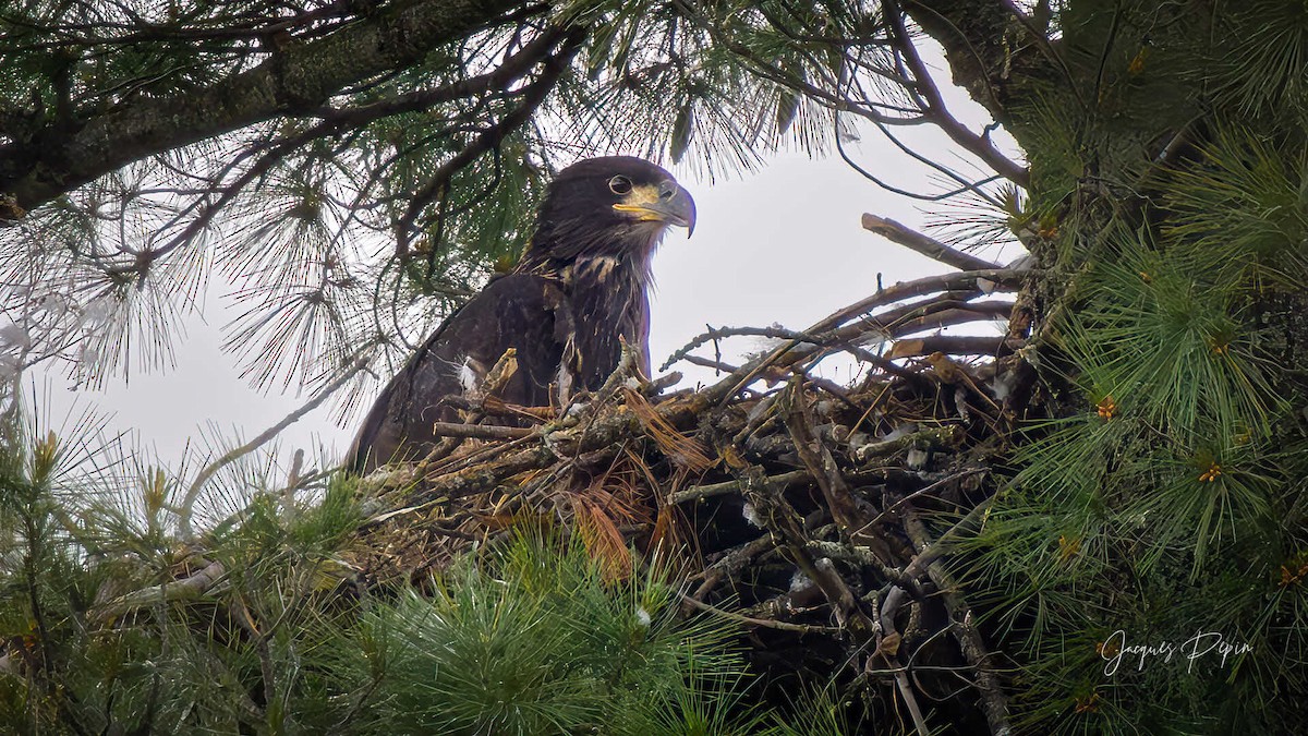 Bald Eagle - ML659480939