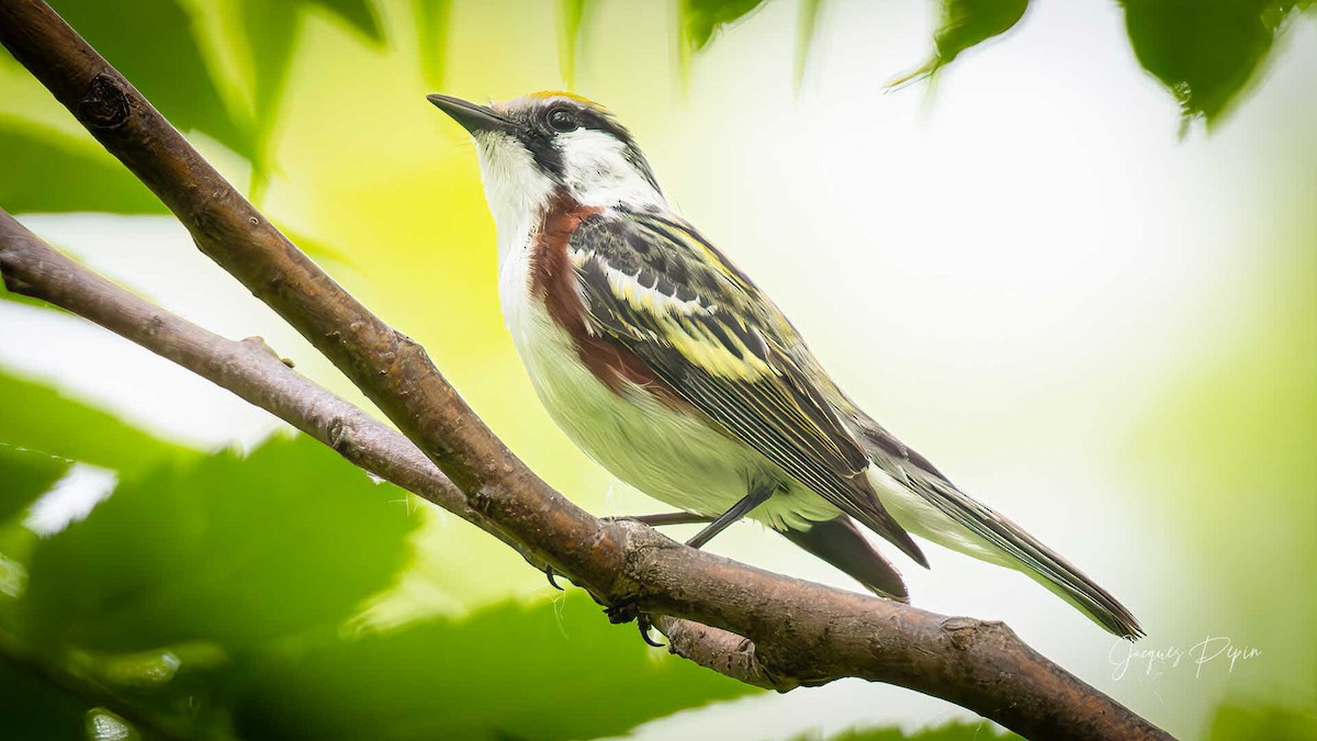 Chestnut-sided Warbler - ML659480964