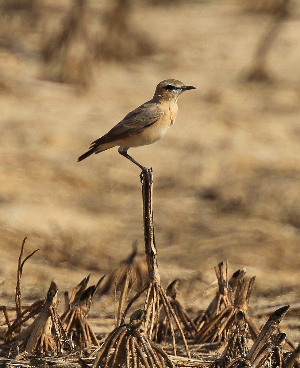 Isabelline Wheatear - ML65948161