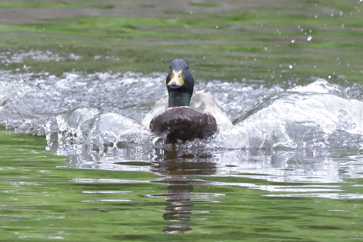Mallard - ML659481770