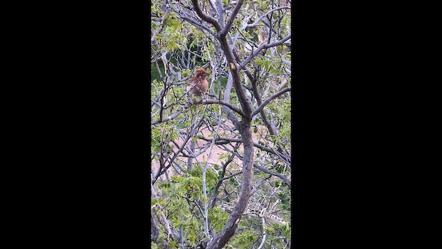 Cassin's Finch - ML659481771